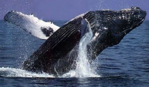 Como se llama el animal mamifero que vive más tiempo ballena de Groenlandia