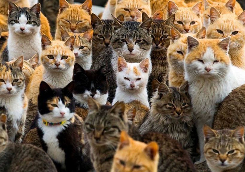 Como se llama un conjunto de gatos Gaterio Colonia de Gatos