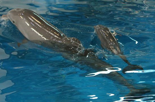 Como se llama la cría de delfín Delfinato