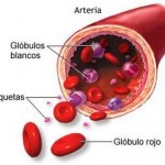 Como se llaman las células de la sangre que producen la coagulación