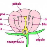 Como se llaman las partes de una flor