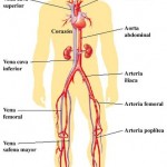 Como se llaman las arterias del cuerpo humano