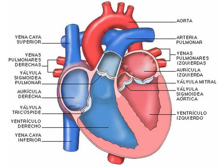 Como se llaman las partes del corazón humano