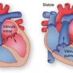 Como se llaman las valvulas del corazon