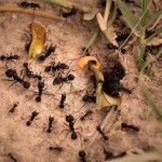 Como se llama un conjunto de hormigas