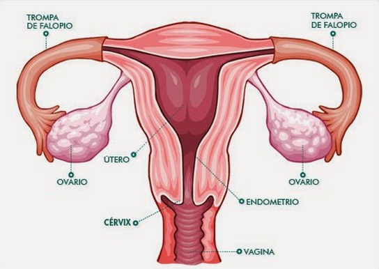 Como se llaman las partes del aparato reproductor femenino