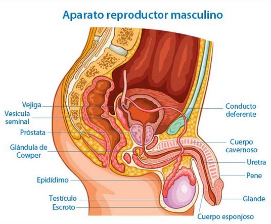 Como se llaman las partes del aparato reproductor masculino