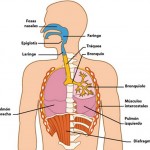 Como se llaman las partes del aparato respiratorio