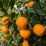 Como se llama la planta de mandarina