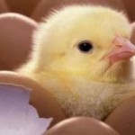 Como se llaman los animales que nacen de un huevo