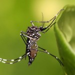 Como se llama el mosquito del dengue