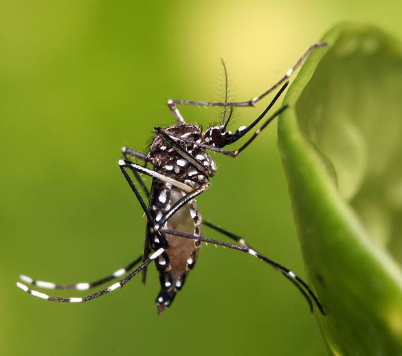 Como se llama el mosquito del dengue