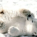 Como se llama la cría del oso polar