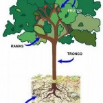 Como se llaman las partes de un árbol